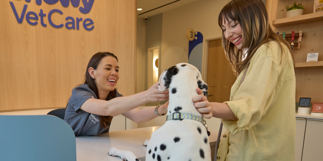 A dalmatian and its owner at Chewy Vet Care